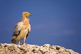 Socotran Eagle, Socotra, Yemen